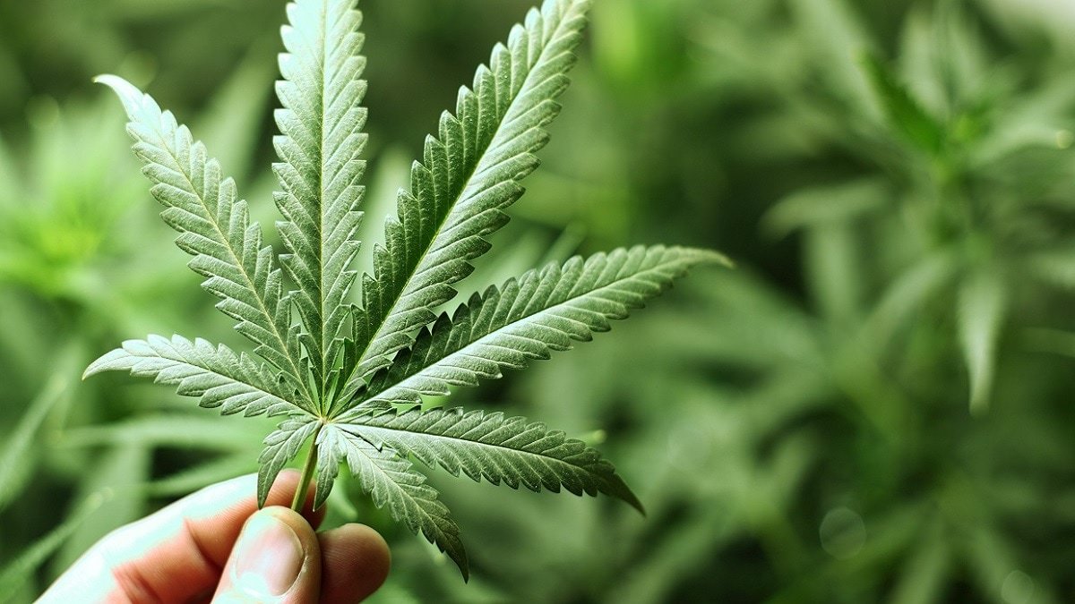 تقنين القنب الهندي .. إطار يتماشى مع التطورات الوطنية والدولية