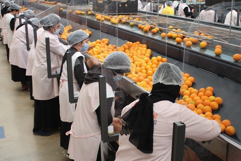 صادرات المغرب من الحوامض تحقق رقما قياسيا