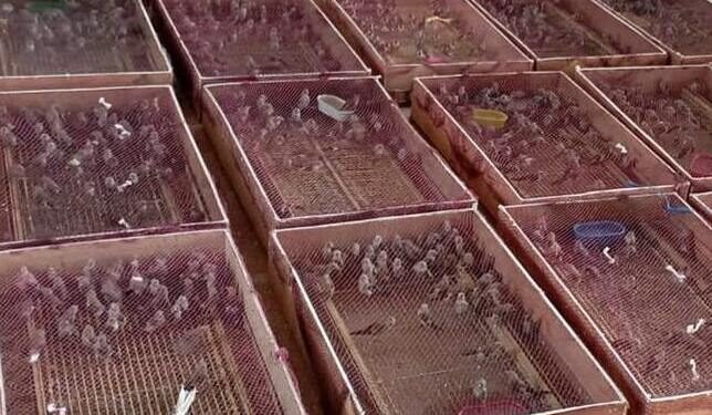 وجدة..إحباط عملية تهريب 2400 طائر “حسون” نحو الجزائر