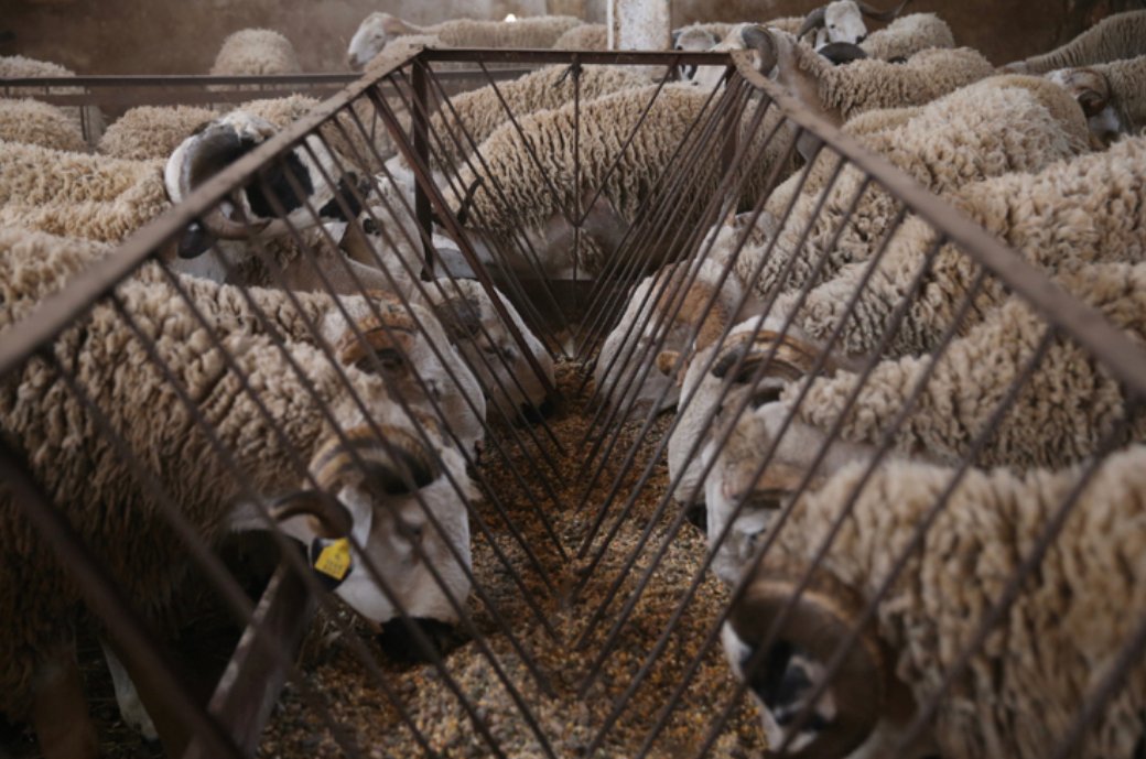 وزارة الفلاحة: أسعار الأغنام والماعز تظل في نفس مستويات الموسم الفلاحي السابق