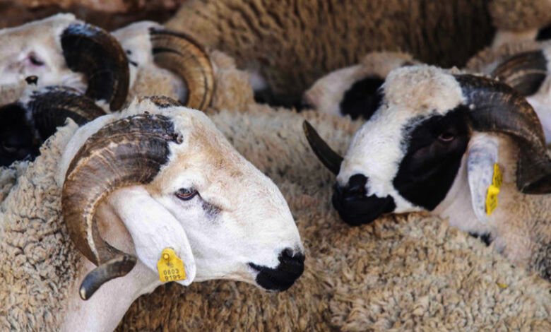 وزارة الفلاحة: العرض من الأغنام والماعز يغطي الطلب بكثير