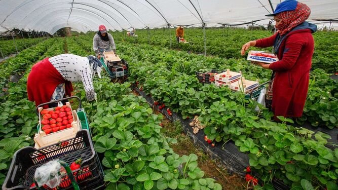 إسبانيا… استفادة 50 عاملة مغربية من مبادرة “وفيرة”