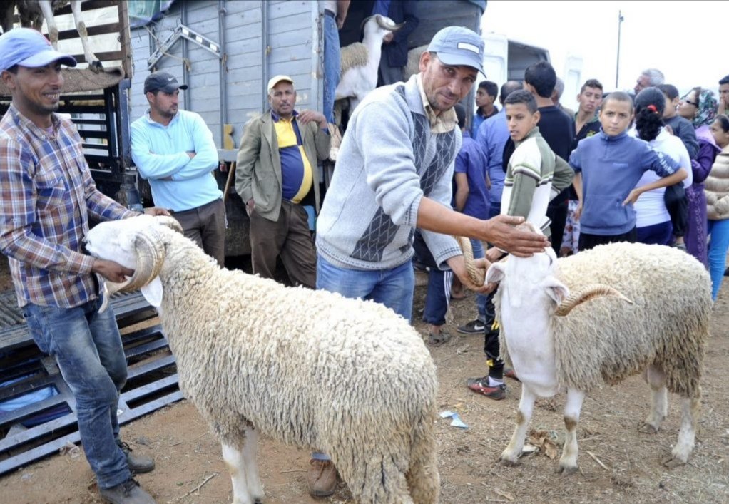 وزارة الفلاحة.. عرض الأضاحي يراعي القدرة الشرائية لمختلف الأسر المغربية
