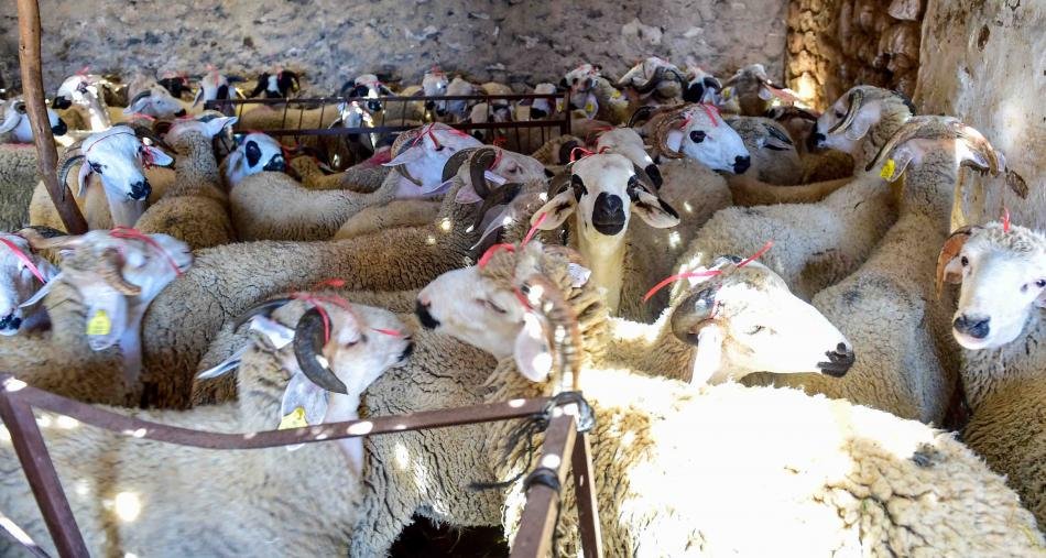 وزارة الأوقاف تعلن عن تاريخ عيد الأضحى