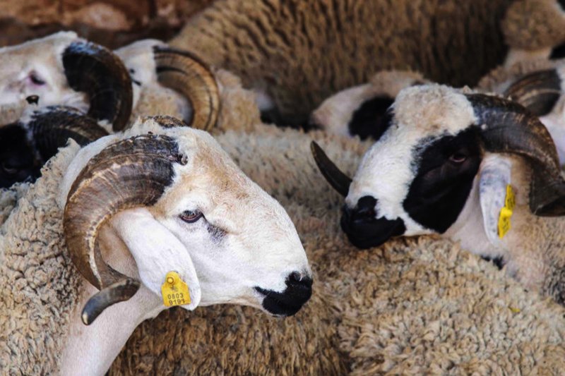 عرض الأضاحي يناهز مليون رأس من الأغنام والماعز