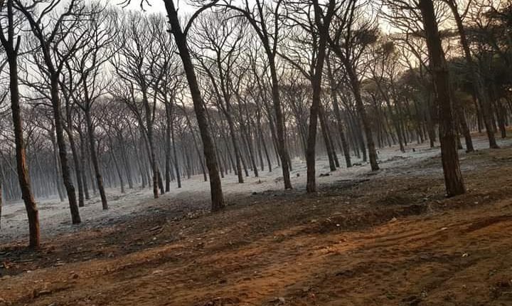 مصرع شخص في حريق أتى على 33 هكتارا بغابة في إقليم تاونات