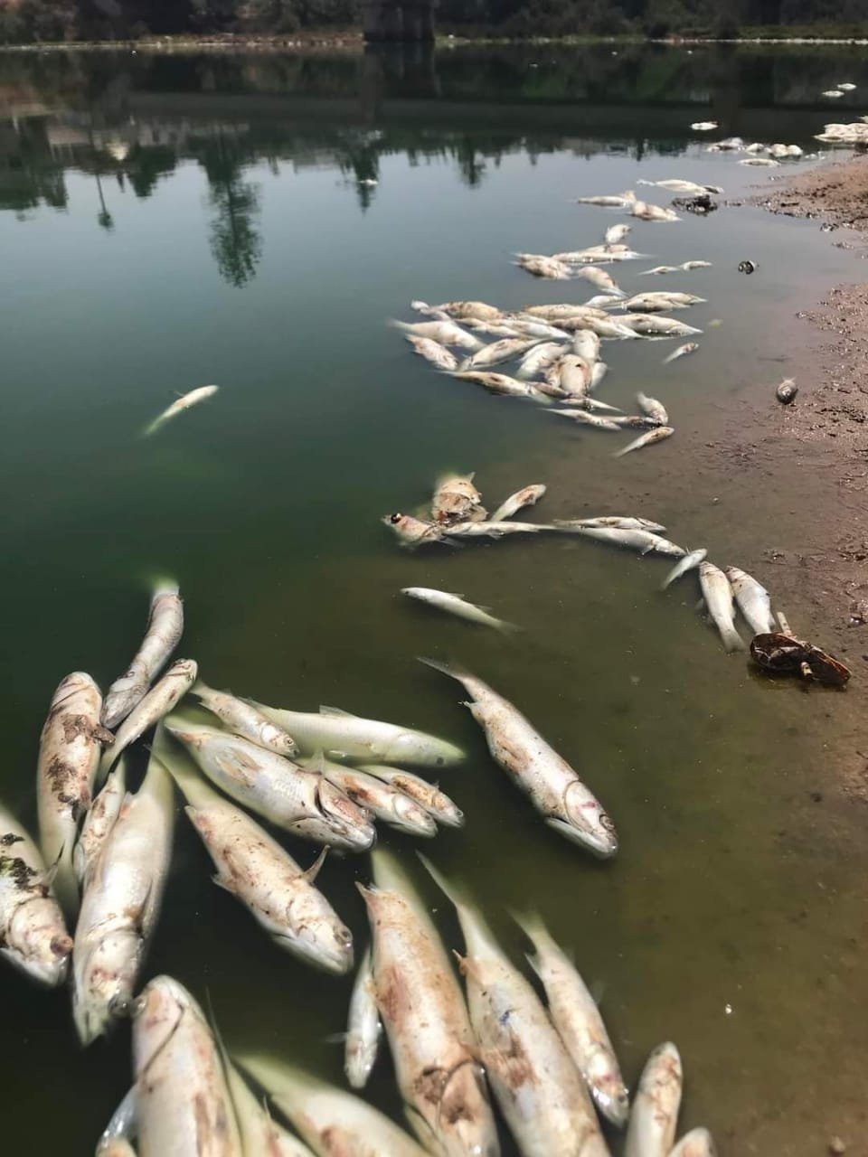 المحمدية.. نفوق عشرات الأسماك في واد النفيفيخ