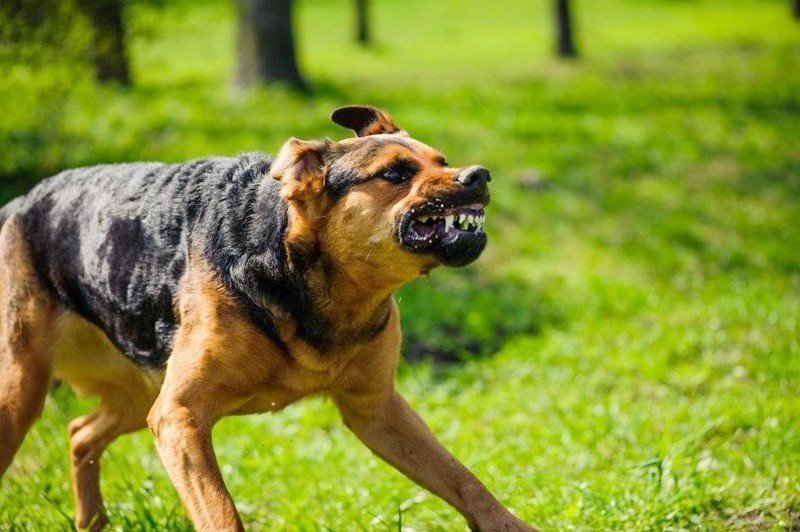 وفاة سائحة فرنسية بعضة كلب في الداخلة…