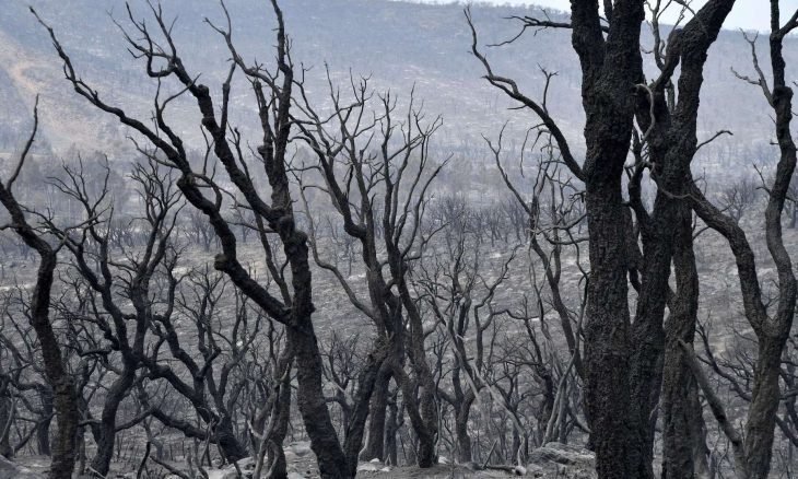 حرائق الغابات.. الحصيلة ترتفع بالجزائر إلى 43 قتيلا والصين تجلي 1500 شخص