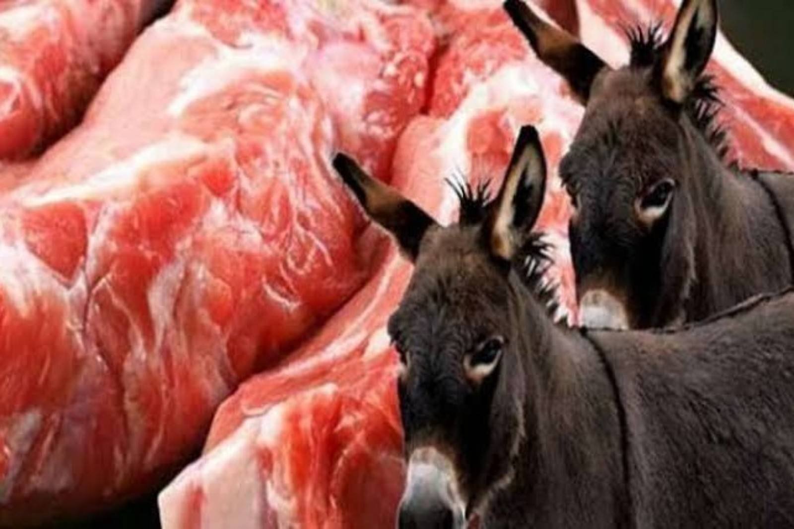 القوة الضاربة ”الجزائر” .. الإطاحة بشبكة توزيع و بيع لحم الحمير والبغال