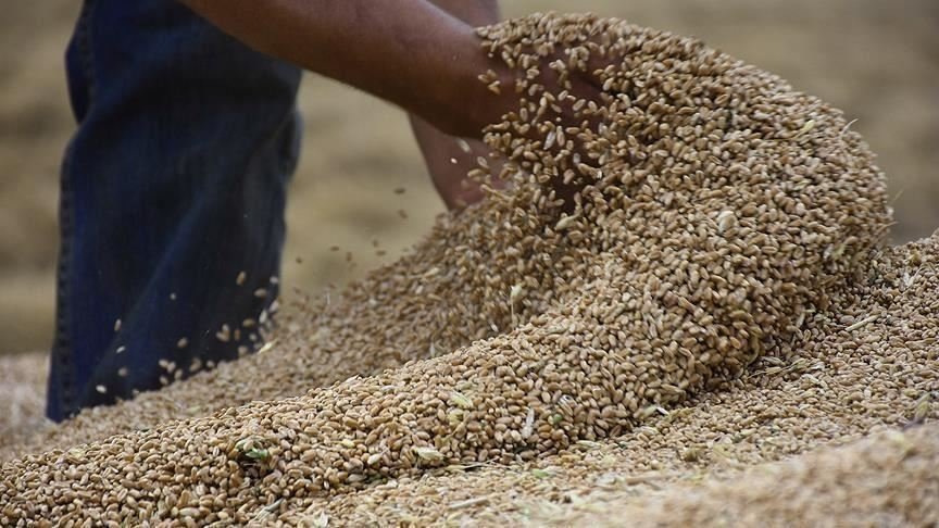 الفاو تتوقع إنخفاض الإنتاج العالمي للحبوب