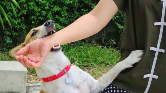 وزارة الصحة تدعو إلى تلقيح الحيوانات ضد ”الجهل”