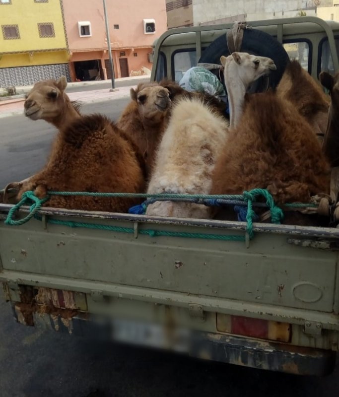 توقيف مجموعة من لصوص الإبل بالعيون