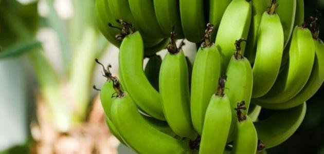 الموز الأخضر.. فائدة “غير متوقعة” لا تخطر على البال