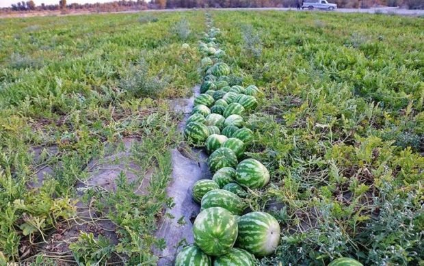 سلطات طاطا تمنع الزراعات الموسمية المستنزفة للماء