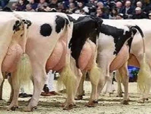 وزارة الفلاحة توضح بخصوص منعها ذبح الأبقار الحلوب