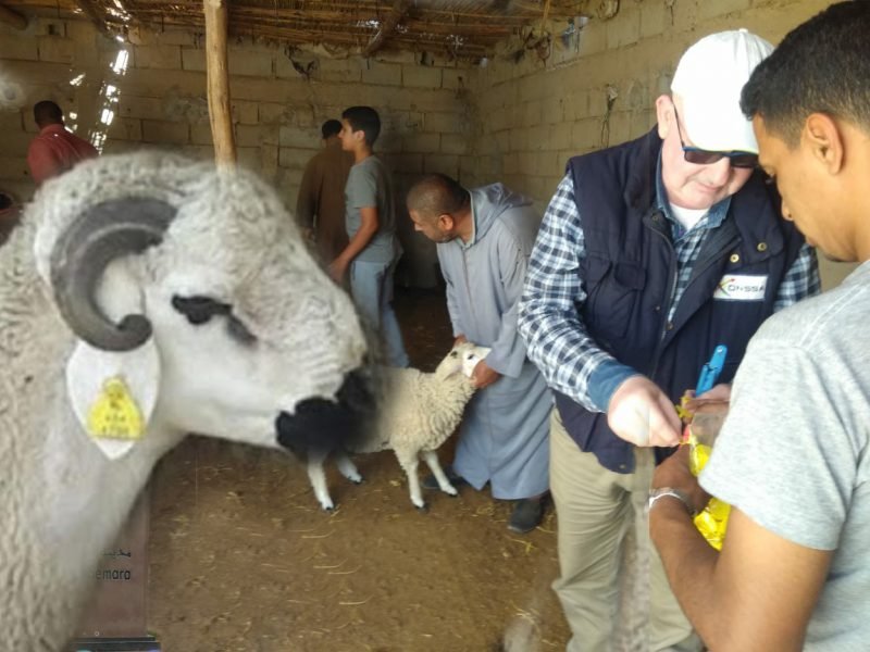 مكتب أونسا يطلق عملية ترقيم الأغنام والماعز لعيد الأضحى