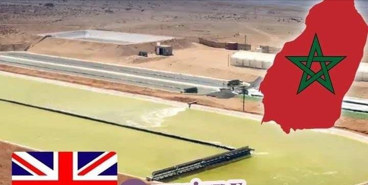 أكبر مزرعة طحالب في العالم بالصحراء المغربية..بريطانيا تخطط لإحداث مشروع ضخم ..التفاصيل