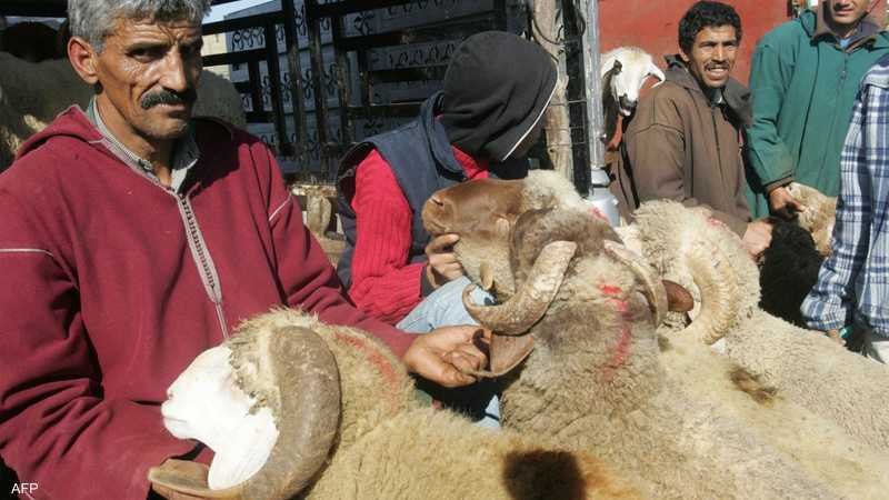 ”خليه يبعبع”… حملة ضد ارتفاع أسعار الأضاحي قبيل أسابيع من العيد