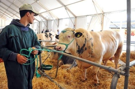 الحكومة تدرس إعفاء الأعلاف المستوردة من الضريبة