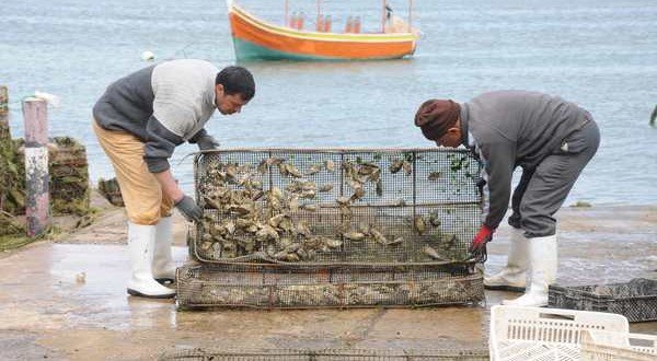 جون أفريك: الداخلة جنة المحار المغربية