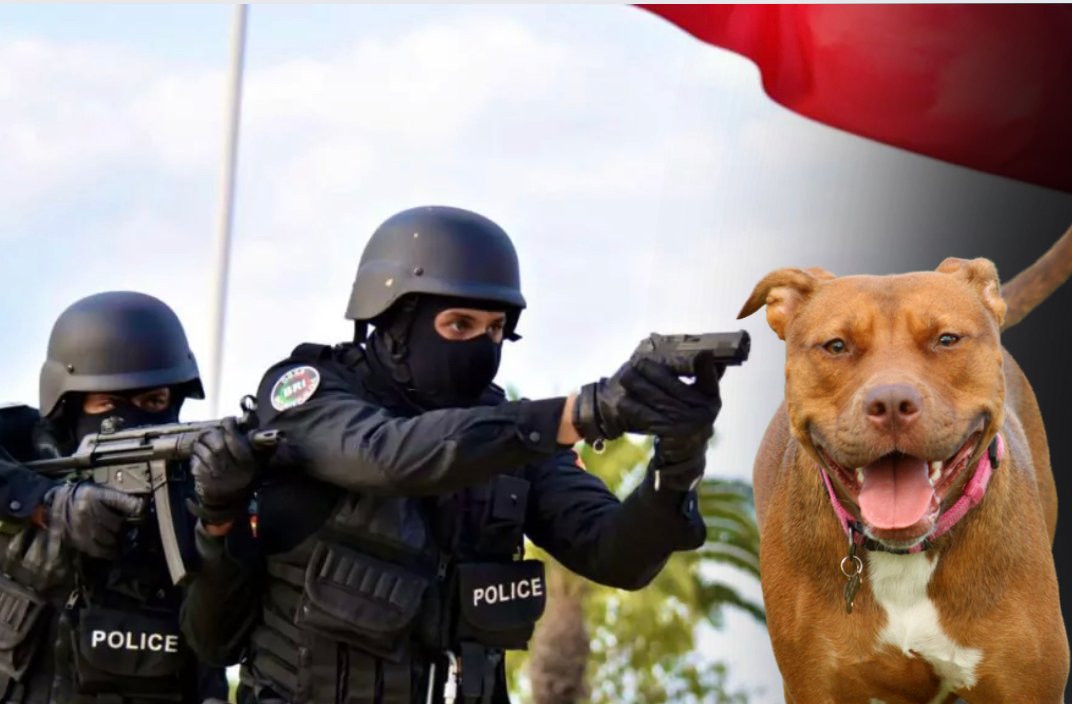 الرصاص يلعلع بالجديدة لتوقيف “صَعصعْ” هاجم الشرطة بكلب شرس والسلاح الأبيض