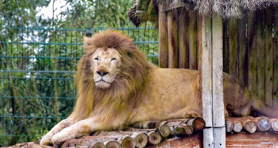 أسد الأطس: زئير يمتد للآلاف السنين” .. توقيع اتفاقية لحماية المواقع الأثرية بالمغرب