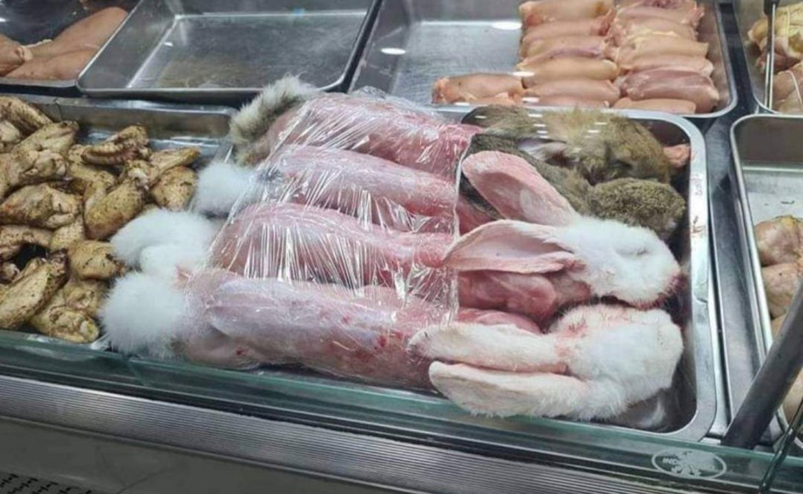 في الجزائر .. بيع لحوم قطط على أنها أرانب !
