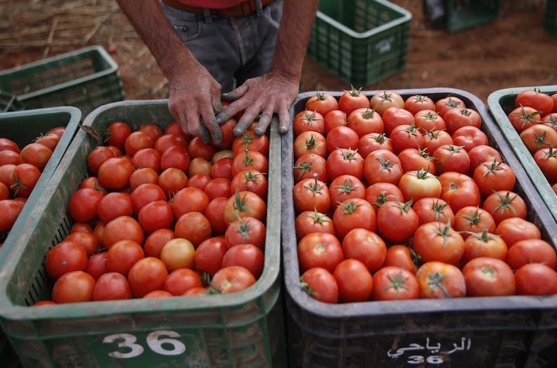 الحكومة تعتزم خفض أسعار الطماطم