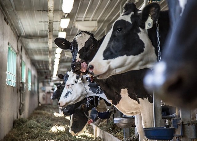 وزير الفلاحي : نستهدف استيراد 40 ألف من الأبقار قبل رمضان