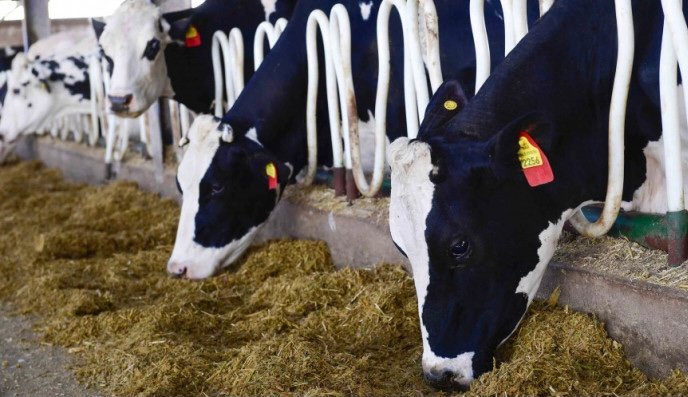 قرار بتعليق الضريبة لخفض أسعار اللحوم بالمغرب