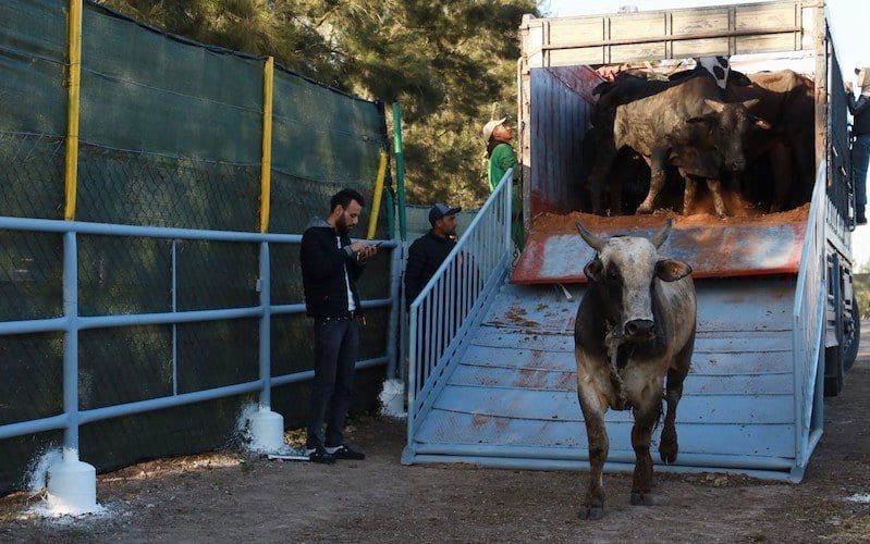 استيراد المغرب “الأبقار البرازيلية” ..الحكومة تطمئن المغاربة