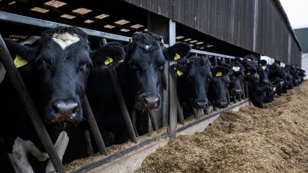 وصول 2800 رأس من “الأبقار البرازيلية