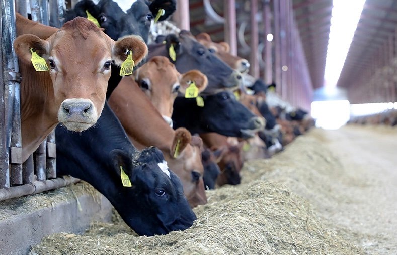 الحكومة تؤكد على جودة العجول المستوردة و تحذر من الإشاعة!