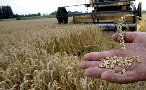 مخزون القمح بالمغرب .. الحكومة توضح