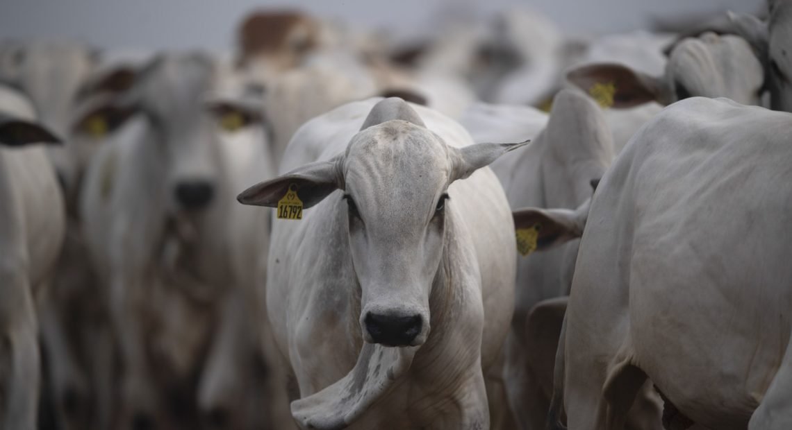 سفارة البرازيل: المغرب طلب 5800 من العجول.. والشراكة مربحة للطرفين