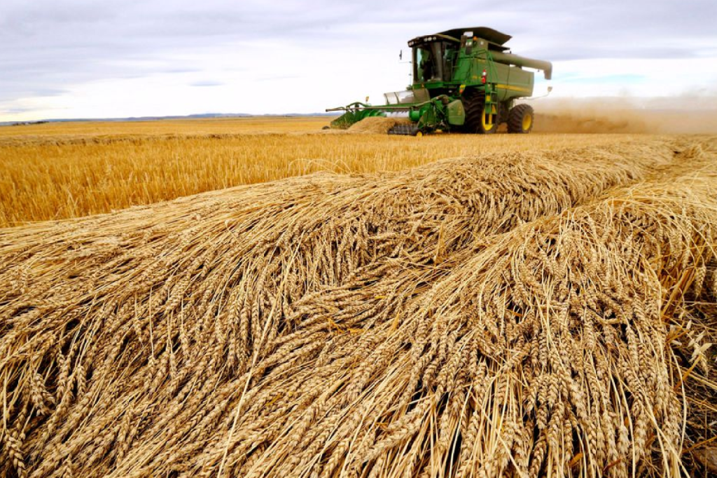 بسبب تهديد روسيا والجفاف .. ارتفاع أسعار القمح