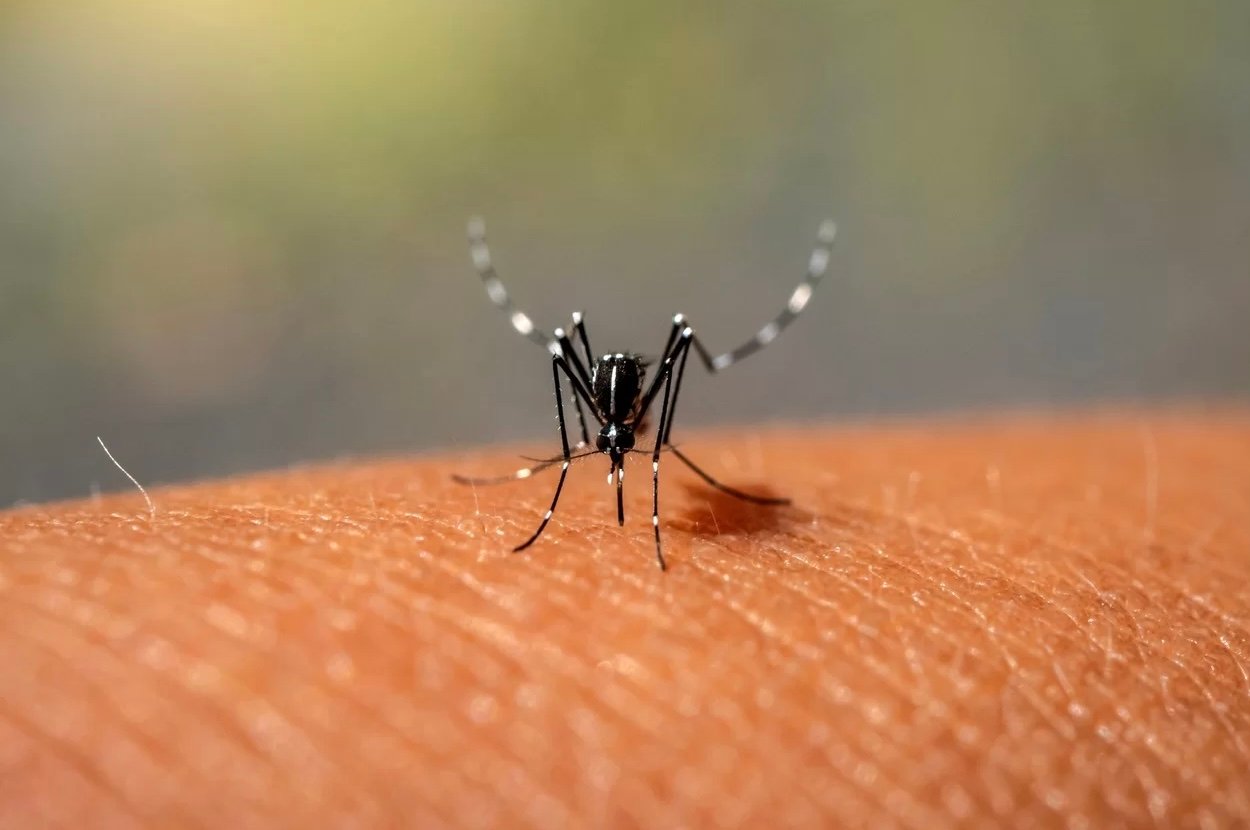 الصحة العالمية : التغير المناخي يتسبب في أمراض قاتلة عبر البعوض