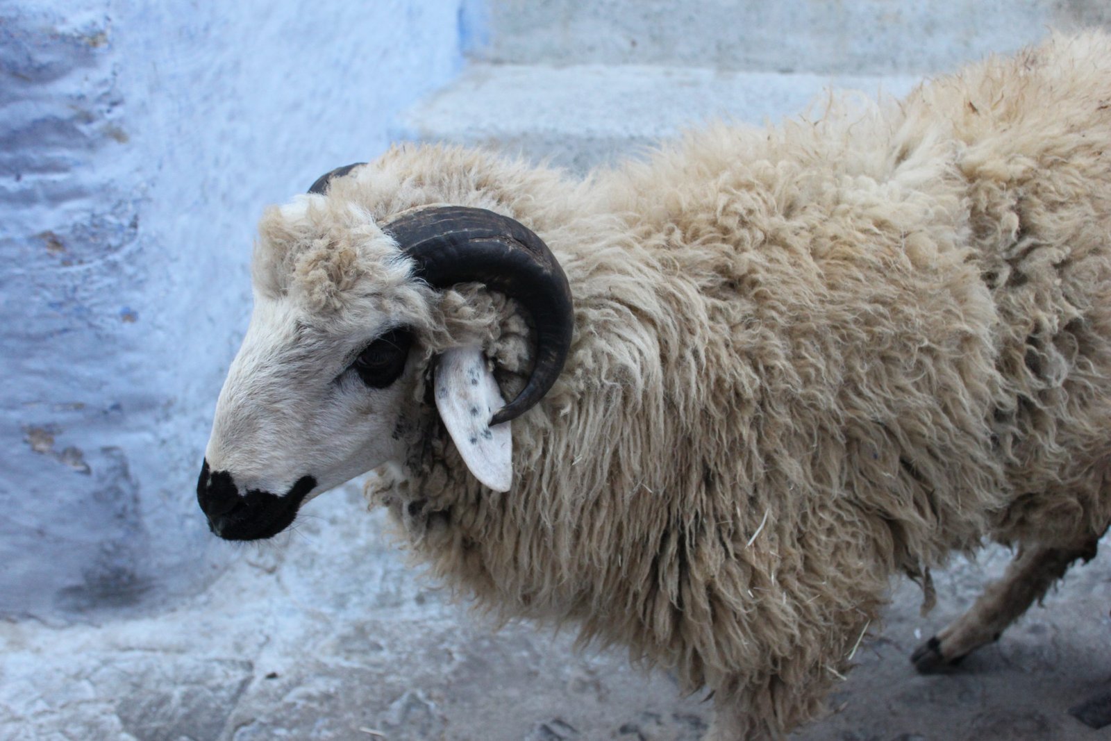 صرف استثنائي للمعاشات بمناسبة عيد الاضحى