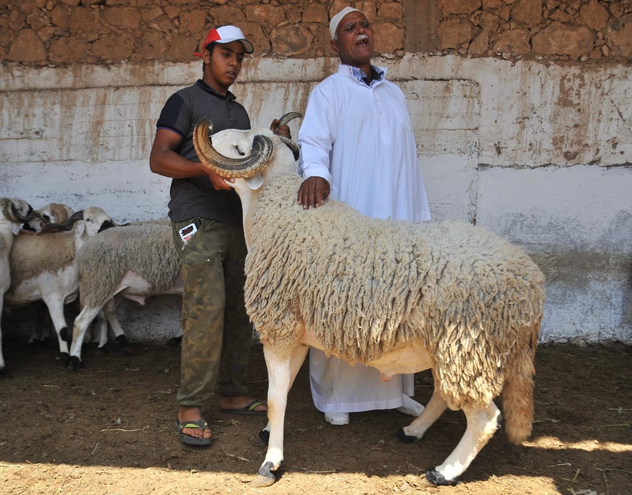 الحكومة تطمئن المغاربة بالوفرة و التحكم في أسعار أضاحي العيد