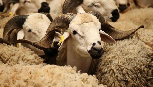 استعدادا لعيد الأضحى.. ترقيم 3,5 مليون رأس