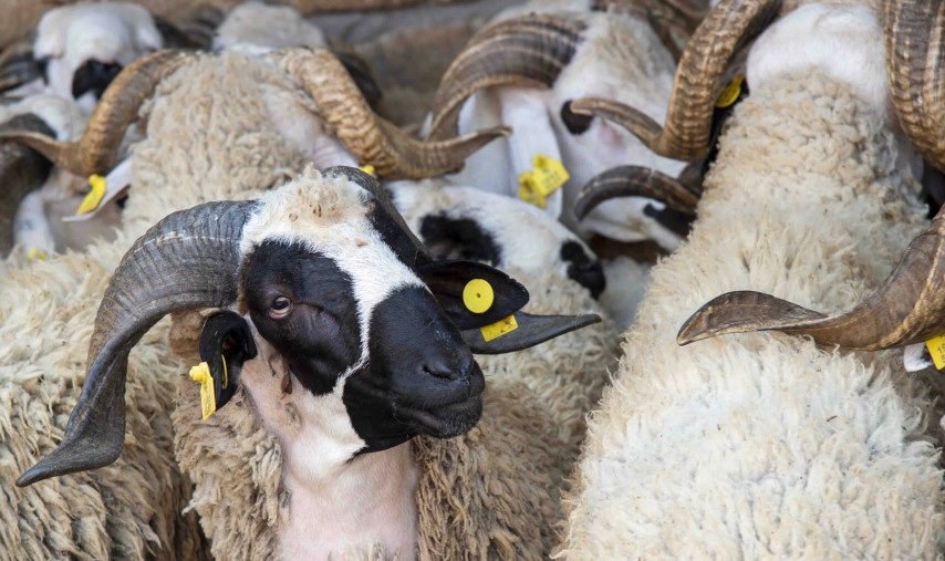 عيد الأضحى .. مجازر الرباط تحدد أثمنة الذبح