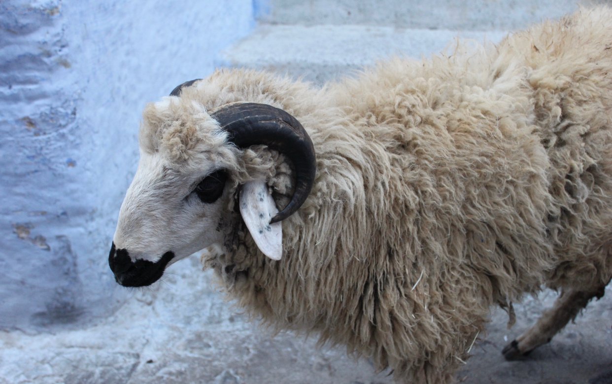 خبير فلكي: عيد الأضحى بالمغرب يوم 29 يونيو