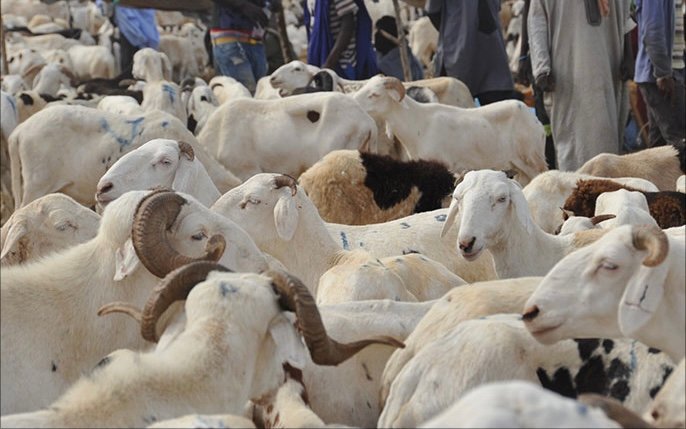 موريتانيا تلتزم  بتزويد السنغال بأضاحي العيد