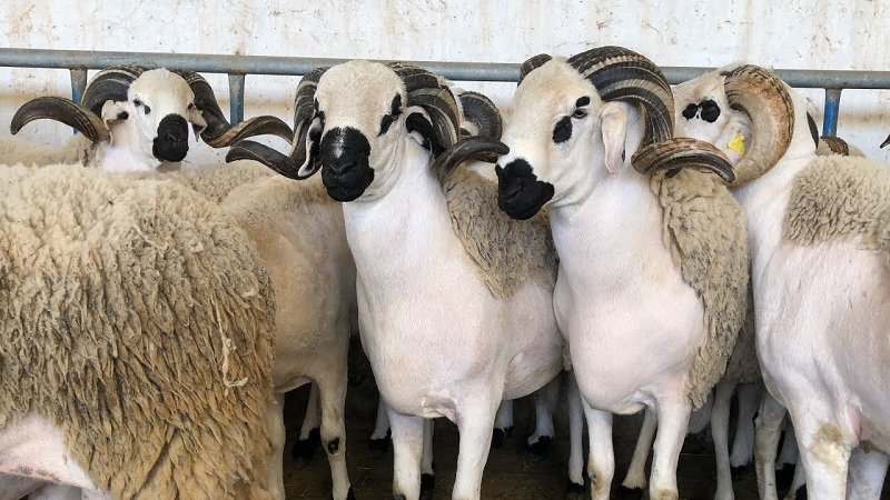 سلالة “الصردي” تتسيد سوق الأضاحي في المغرب