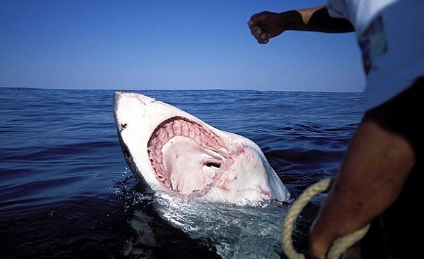 سمكة قرش تلتهم شابا روسيّا في الغردقة بمصر