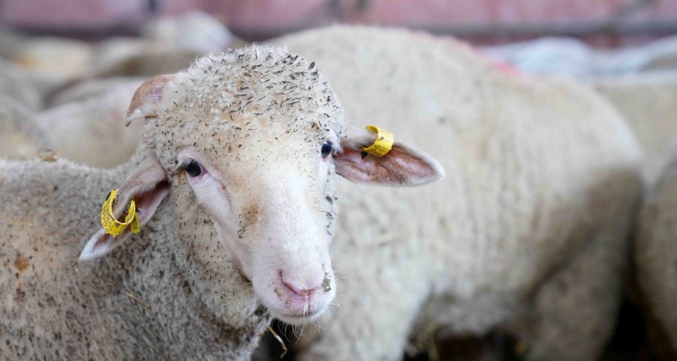 عيد الأضحى .. ترقب وصول 15 ألف رأس من رومانيا