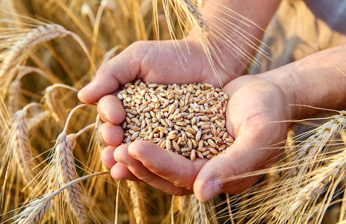 الدقيق المدعم : المغرب يطلق طلب عروض لشراء 1,3 مليون قنطار من القمح