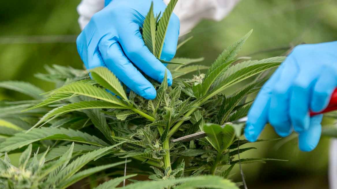 البرلمان الغاني يجيز إنتاج القنب الهندي لأغراض طبية وصناعية