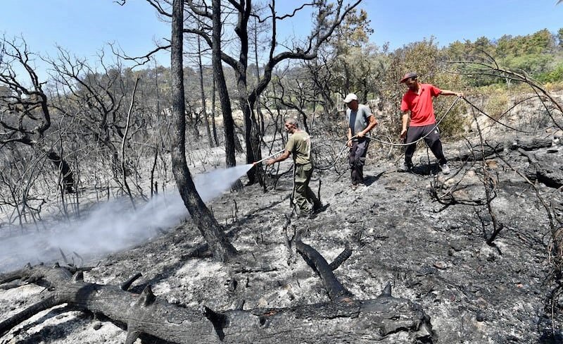 حرائق الغابات بالجزائر تسقط 15 قتيلا